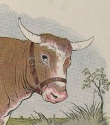 The Gnat and the Bull book cover