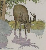 The Stag and His Reflection book cover