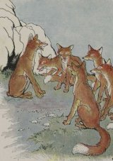 The Fox Without a Tail book cover