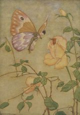 The Rose and the Butterfly book cover
