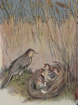 The Lark and Her Young Ones book cover